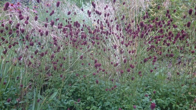 Sanguisorba officinalis 'Tanna' Kääpiöpunaluppio